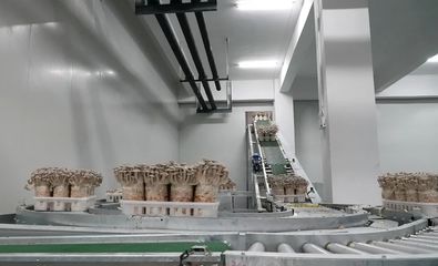 “菇”足干劲促振兴 道真六年深耕，技术推广服务孕育5.5亿产值奇迹